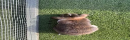 Mini Lop rabbits for sale: Last 2 Pure bred mini lop babies - Advert 11