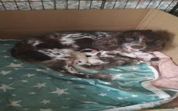Sprocker dogs for sale: Sprocker Puppies - Image 9