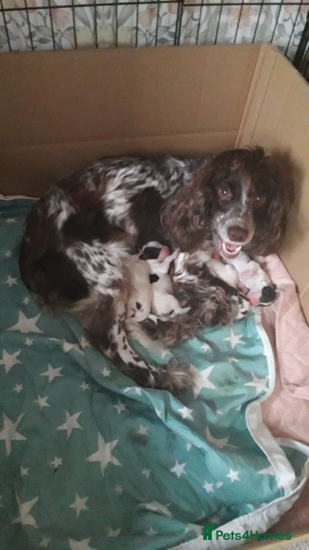 Sprocker dogs for sale: Sprocker Puppies - Image 9