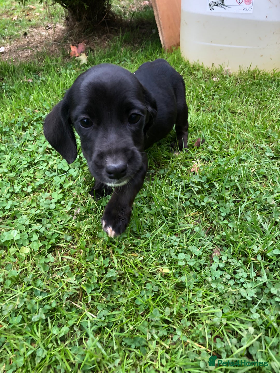 Mixed Breed dogs for sale: Dachshund cross puppies for sale  - Image 4