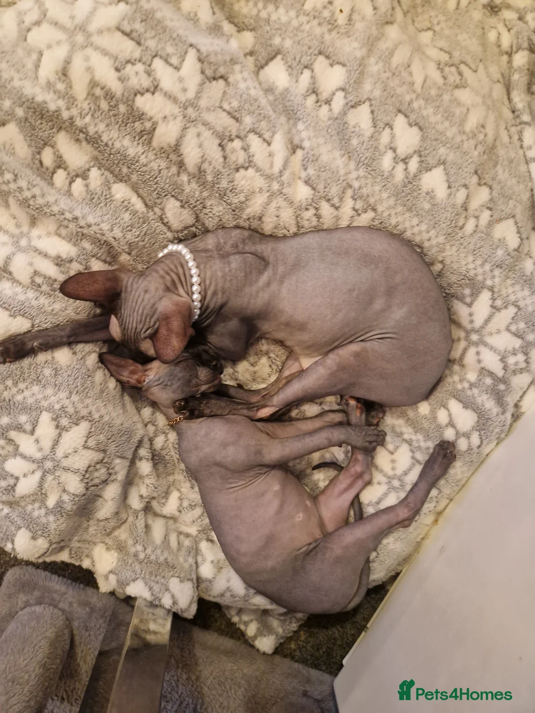Sphynx cats for sale: Canadian Sphynx kittens - Advert 5