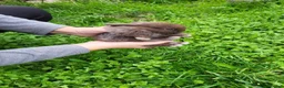Mini Lop rabbits for sale: Mini lops - Advert 11