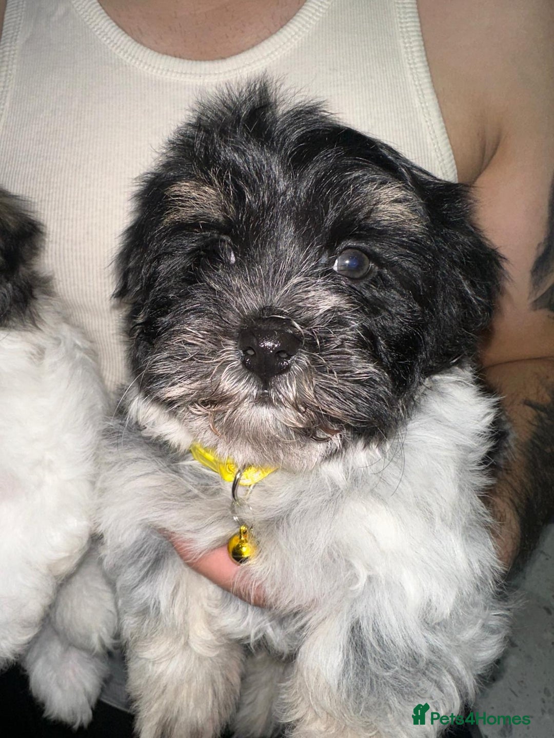 Malshi dogs for sale: Maltese x shih tzu - Malshi puppies - Advert 9