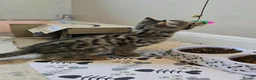 Bengal cats for sale: Male bengal kitten  - Advert 8