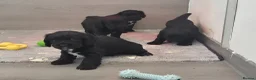 Sprocker dogs for sale: Sprocker puppies in Redruth - Advert 3