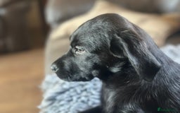 Labrador Retriever dogs for sale: Happy and playful Black Lab Puppies - Image 2