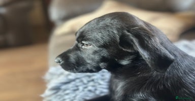 Labrador Retriever dogs - Advert 2