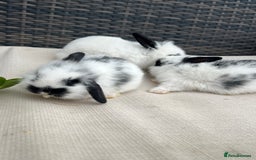 Mini Lion Lop rabbits for sale: Gorgeous Baby Mini lion lip bunnies for sale - Image 3