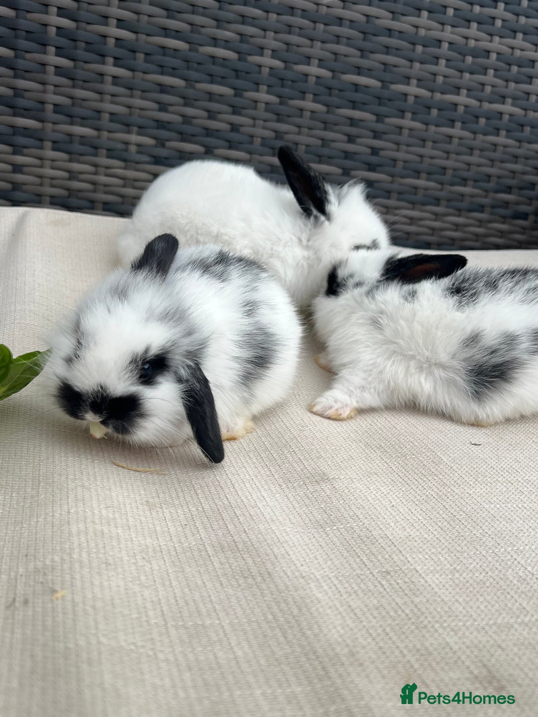 Mini Lion Lop rabbits for sale: Gorgeous Baby Mini lion lip bunnies for sale - Image 3