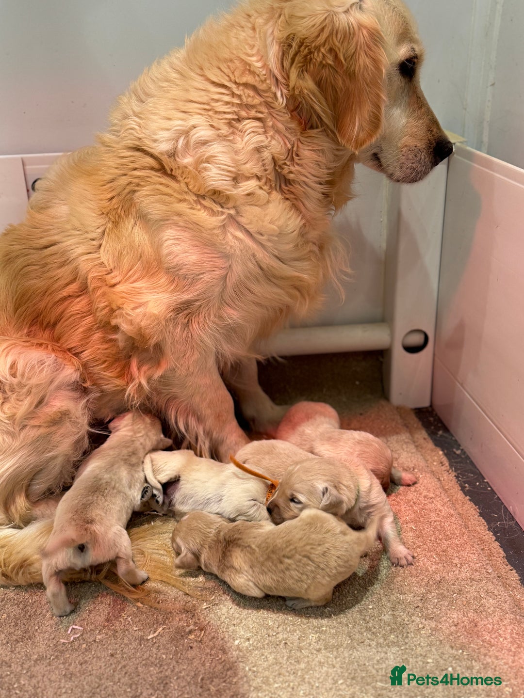 Golden Retriever dogs for sale: 5 outstanding KC golden retriever puppies  - Image 5