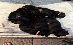 Labrador Retriever dogs for sale: Stunning litter of pure bred black Labrador pups  - Image 5
