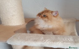 British Longhair cats for sale: Last Cinnamon Golden Shaded boy - Advert 3