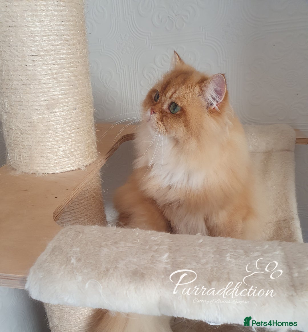 British Longhair cats for sale: Last Cinnamon Golden Shaded boy - Advert 3
