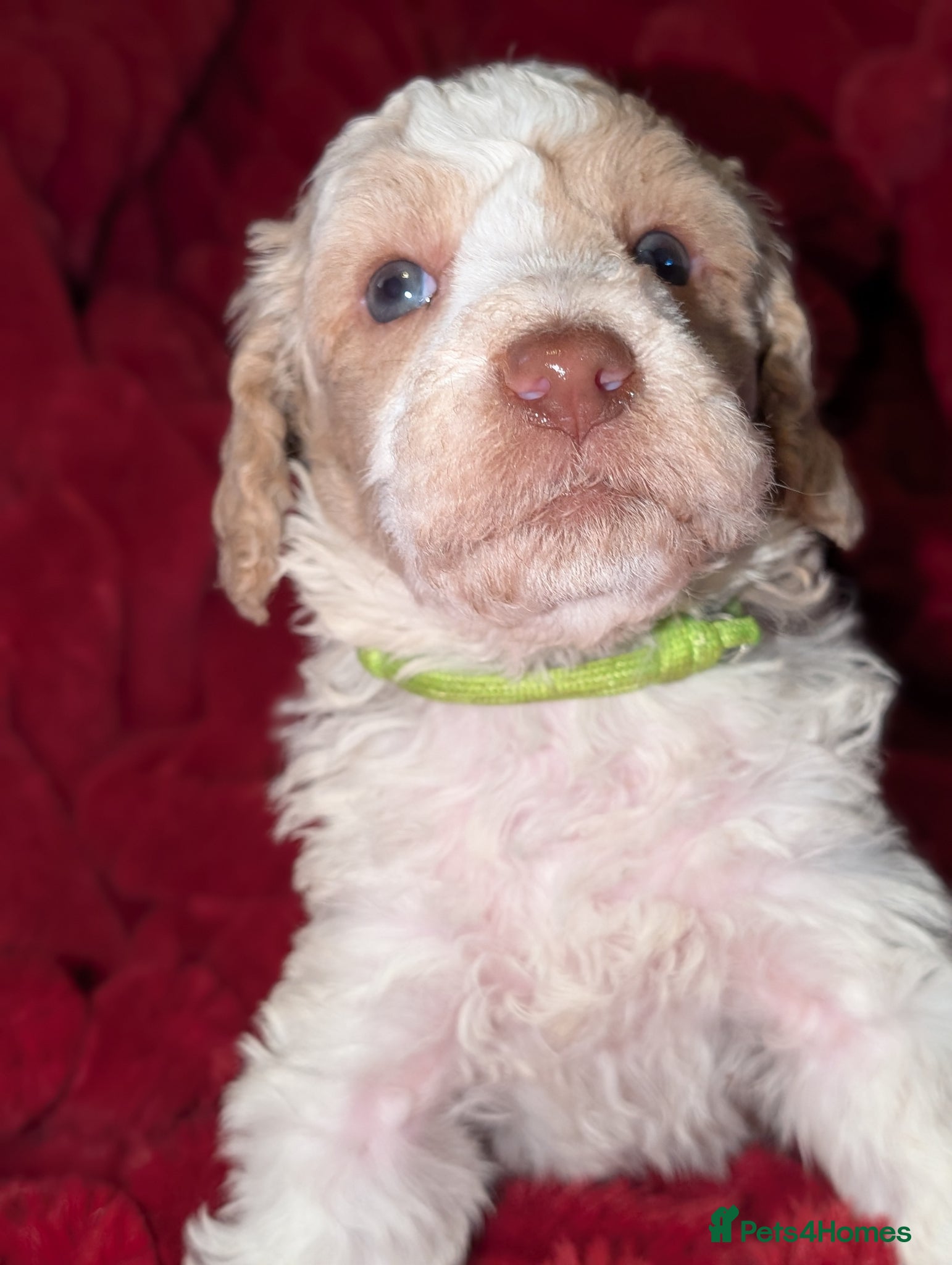 Poodle dogs Lovely Lads - Advert 4