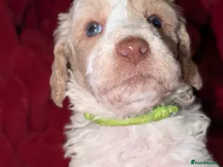 Poodle dogs Lovely Lads - Advert 4