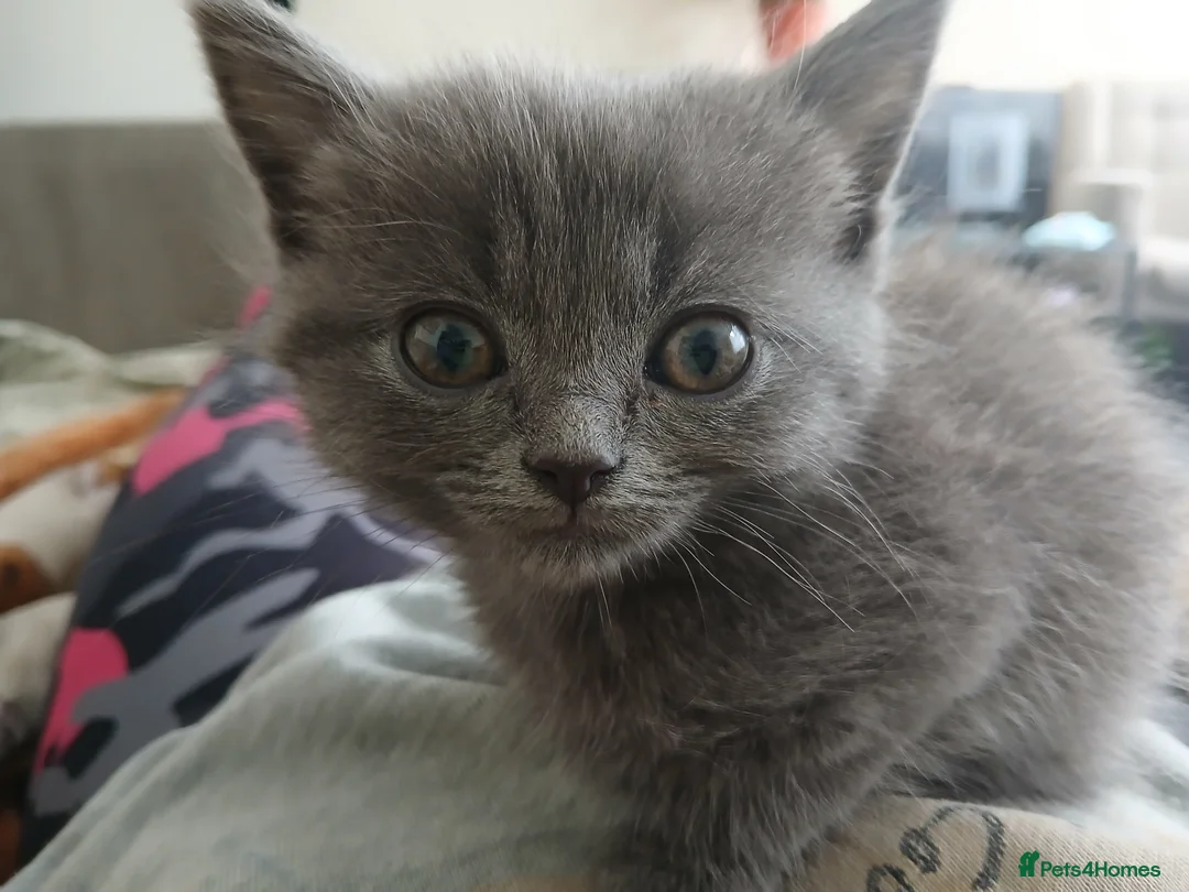 Himalayan cats for sale: Beautiful kittens  - Advert 2