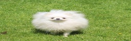 Pomeranian dogs for stud: Kc registered pomeranian white stud dog in Alford - Advert 8