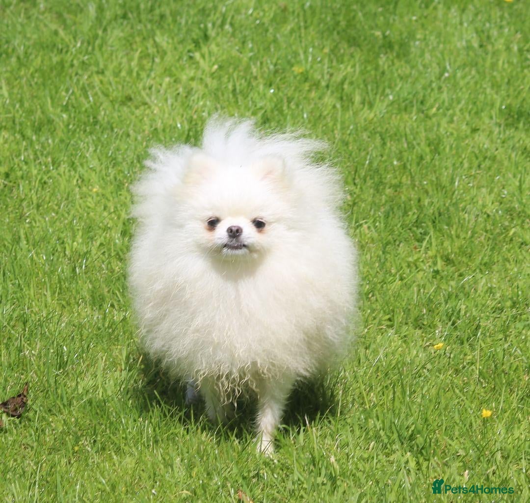 Pomeranian dogs for stud: Kc registered pomeranian white stud dog in Alford - Advert 8