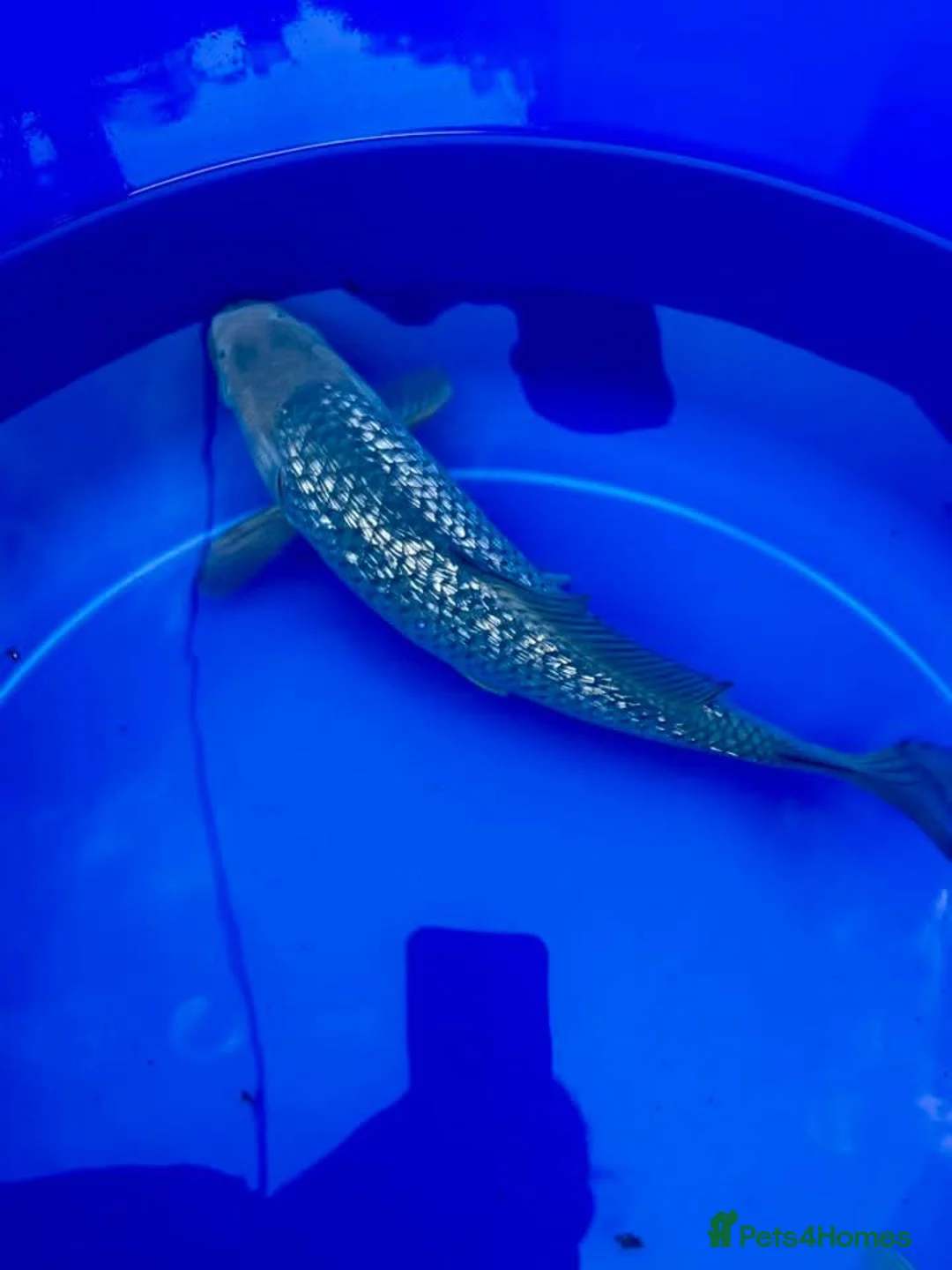 Koi Carp fish for sale: Koi for sale - Advert 2