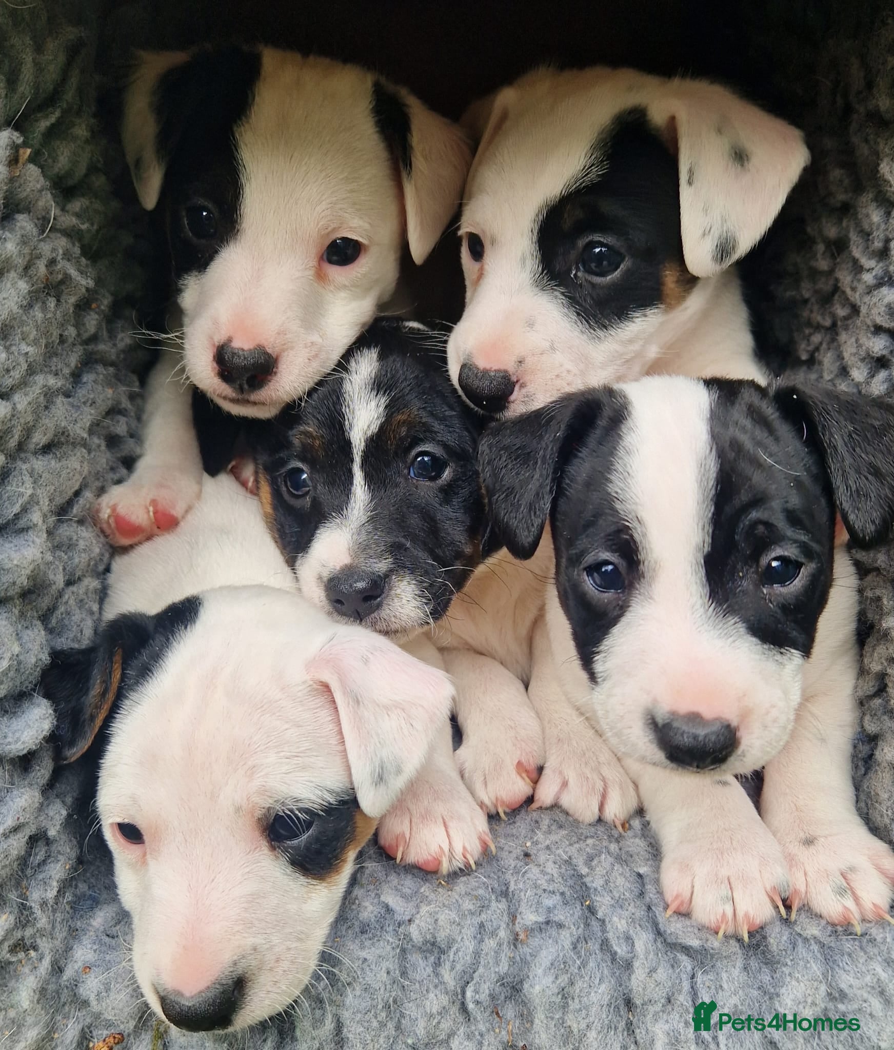 Jack Russell dogs Jack Russel Terrier Puppies - Advert 2