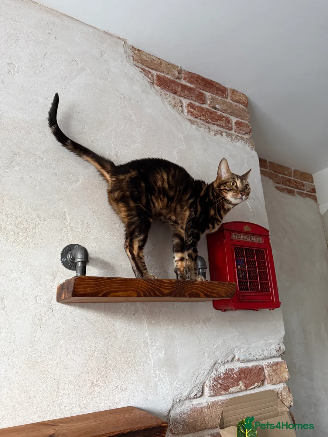 Bengal cats for sale: Beautiful Spayed Bengal Cat Looking for Loving Hom - Advert 2