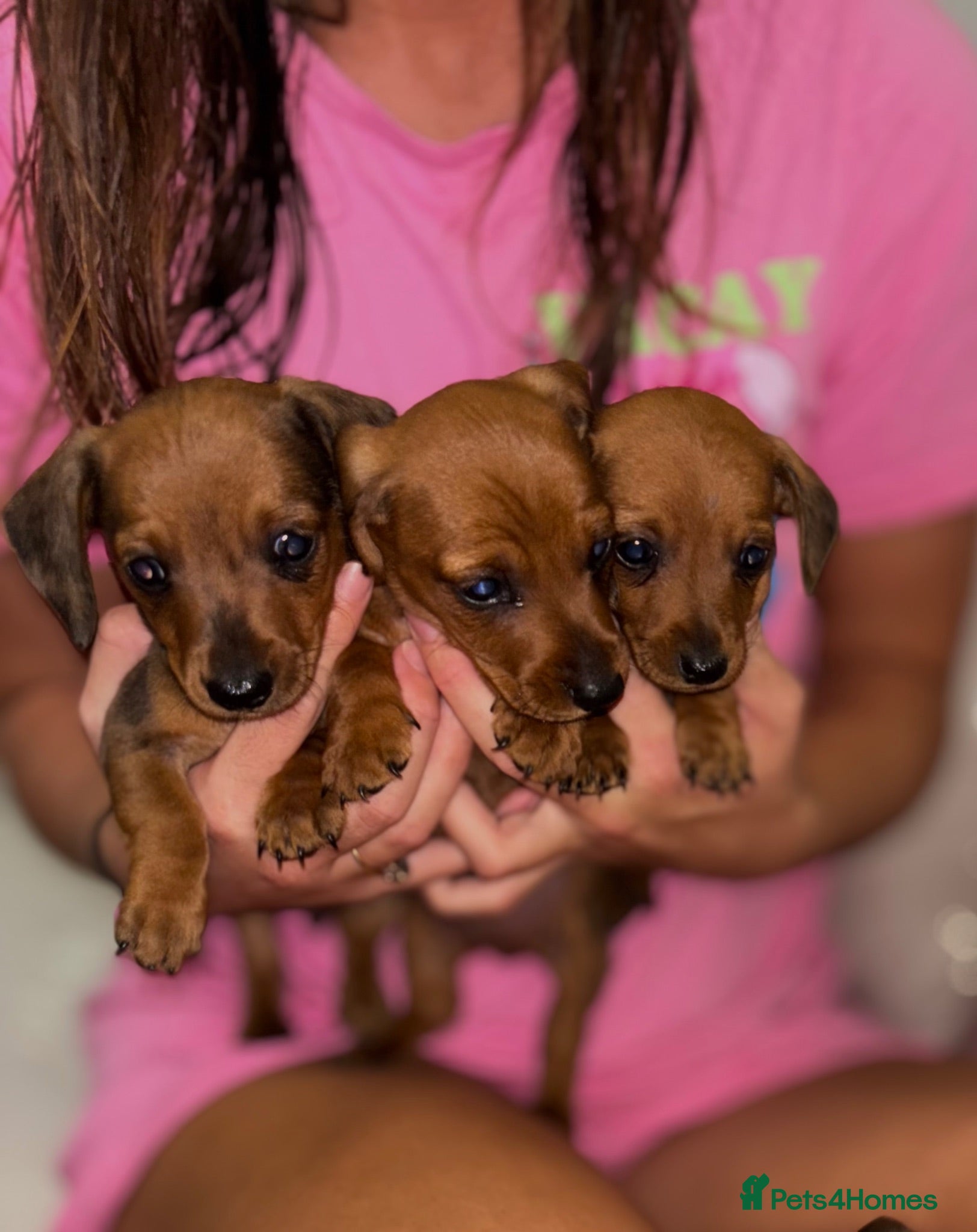 Miniature Dachshund dogs Beautiful mini dachshund pups - Advert 3
