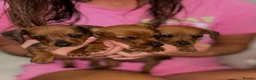 Miniature Dachshund dogs for sale: Beautiful mini dachshund pups - Advert 1