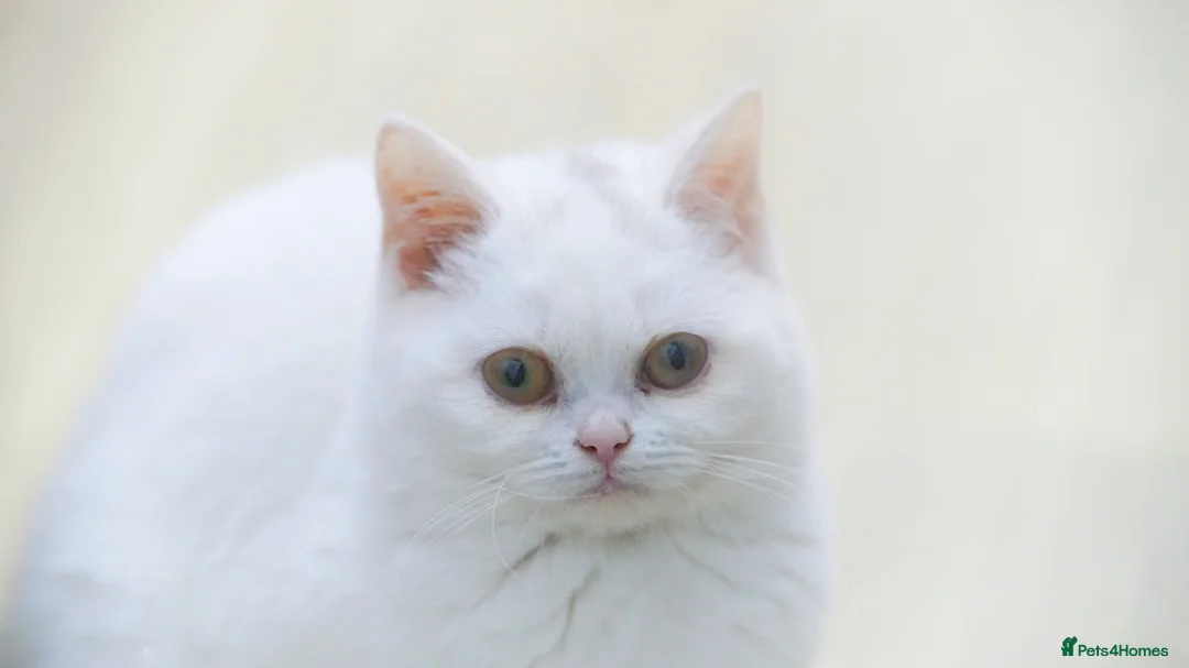 British Shorthair cats for sale: FEMALE & Male Pure British Shorthair kittens - Advert 5