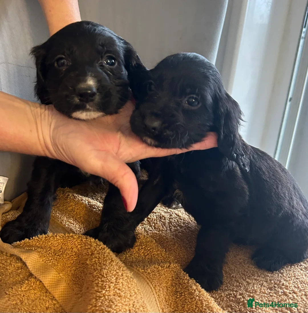 Cocker Spaniel dogs for sale:  **  Day Baby’s. 8 cocker spaniel puppies.  - Advert 4