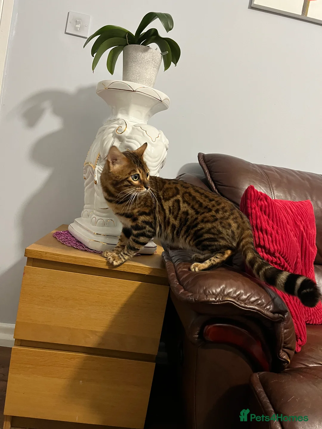 Bengal cats for stud: Adorable pure Bengal boy❤️ for stud in Purfleet - Advert 25