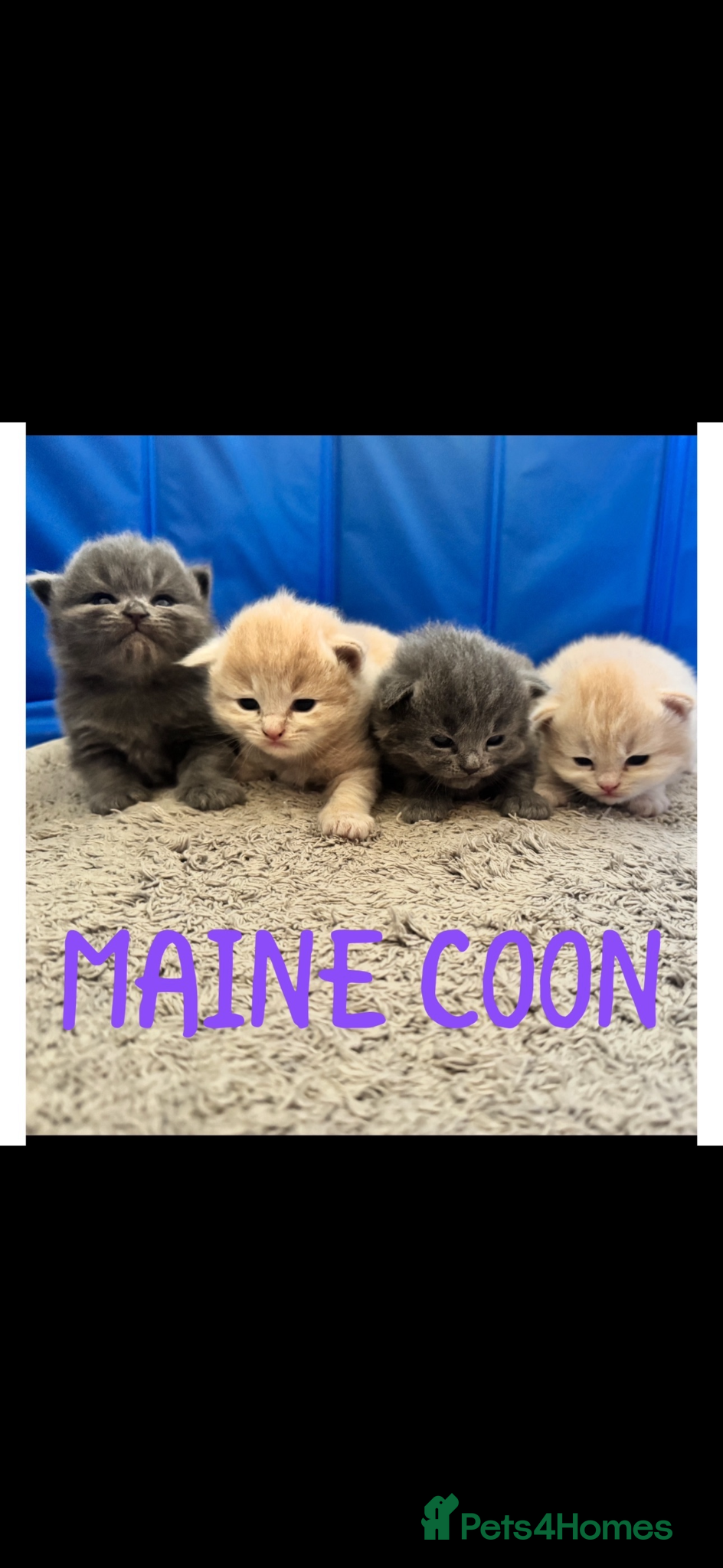 Maine Coon cats MAGICAL MAINE COON KITTENS - Advert 8