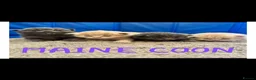 Maine Coon cats for sale: MAGICAL MAINE COON KITTENS - Advert 1