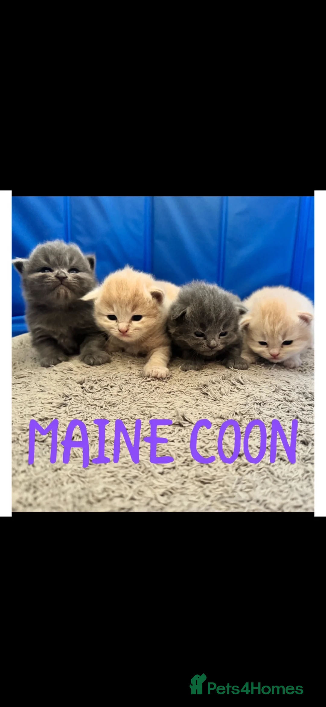 Maine Coon cats for sale: MAGICAL MAINE COON KITTENS - Advert 1