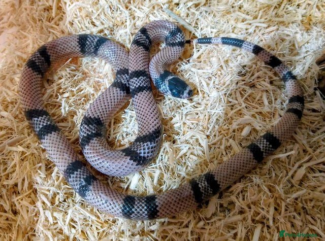 Milk Snake reptiles ANERY HONDURAN MILK SNAKE - Advert 5