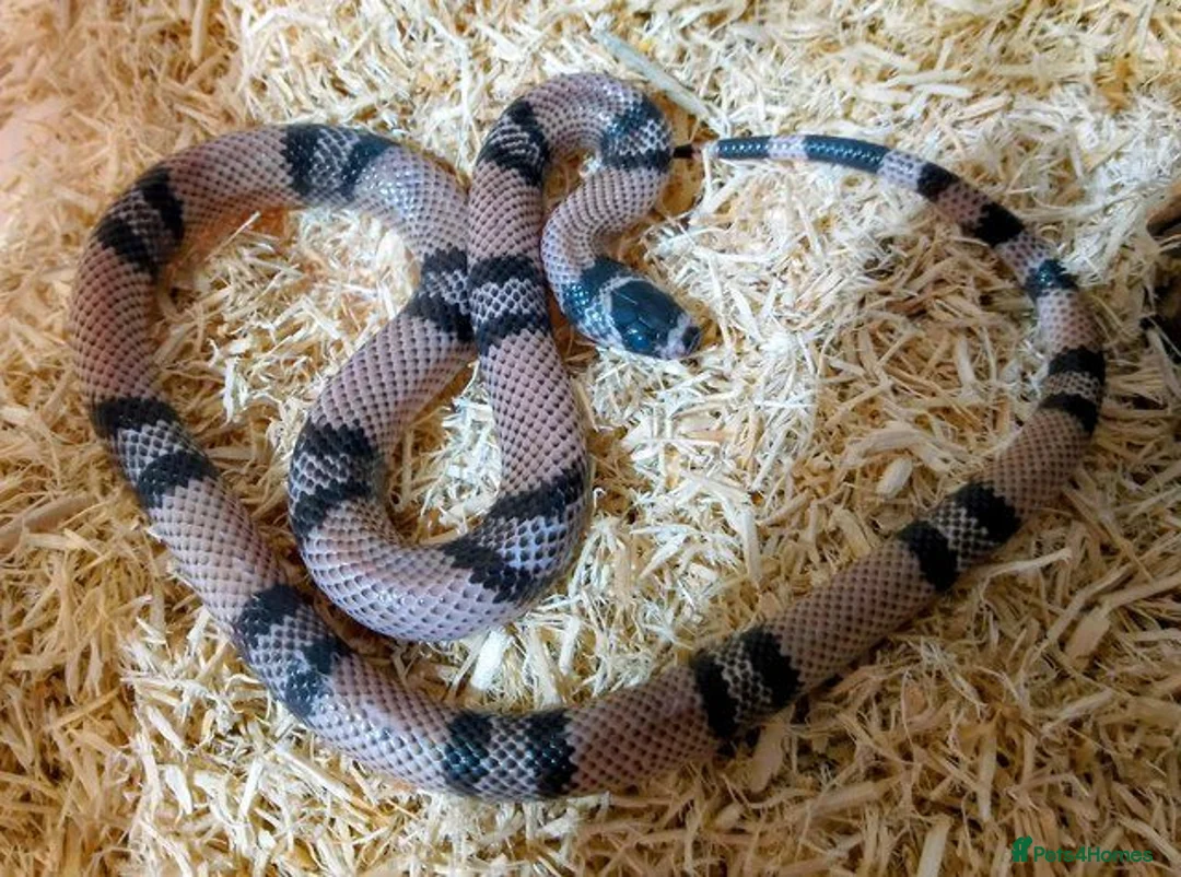 Milk Snake reptiles for sale: ANERY HONDURAN MILK SNAKE - Advert 1