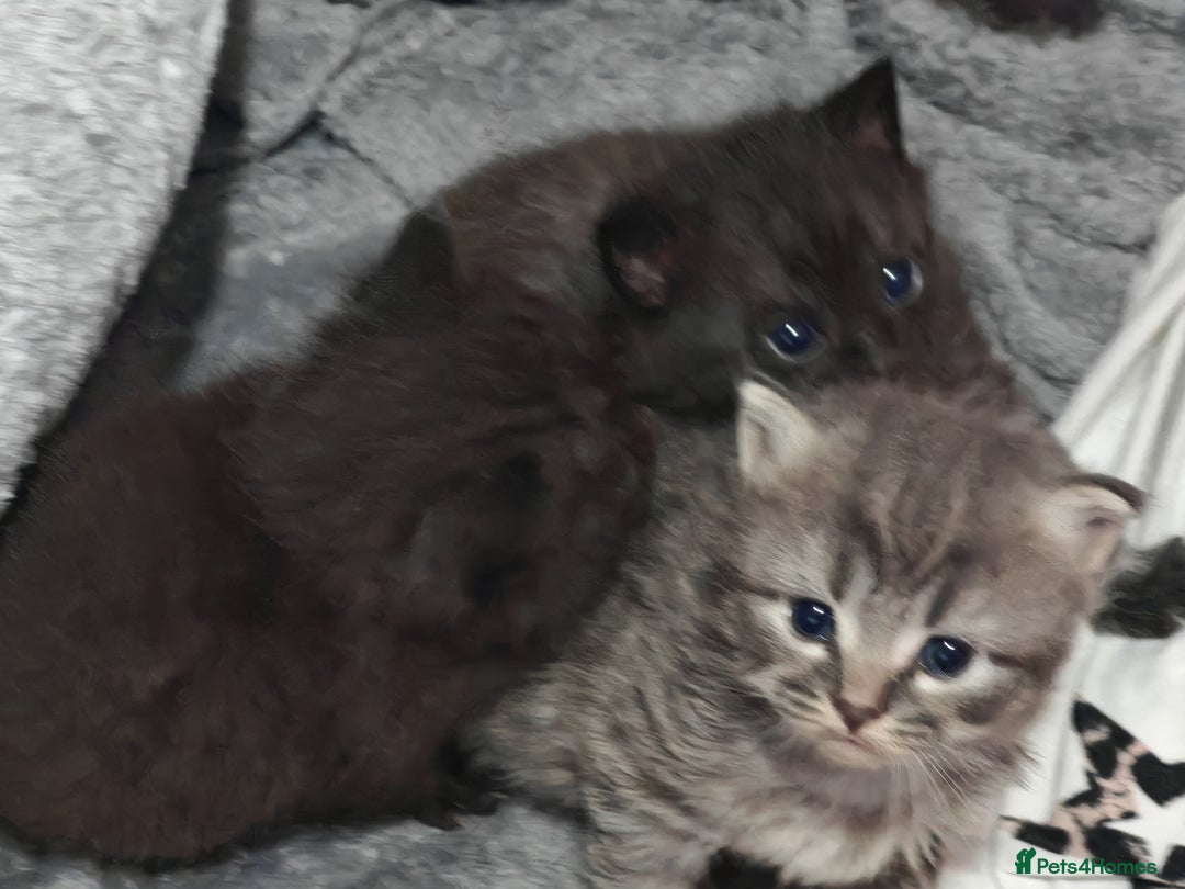 Russian Blue cats for sale: Stunning Russian blue kittens  - Advert 3