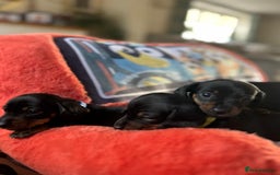 Miniature Dachshund dogs for sale: Beautiful Very Miniature Dachshunds - Advert 14