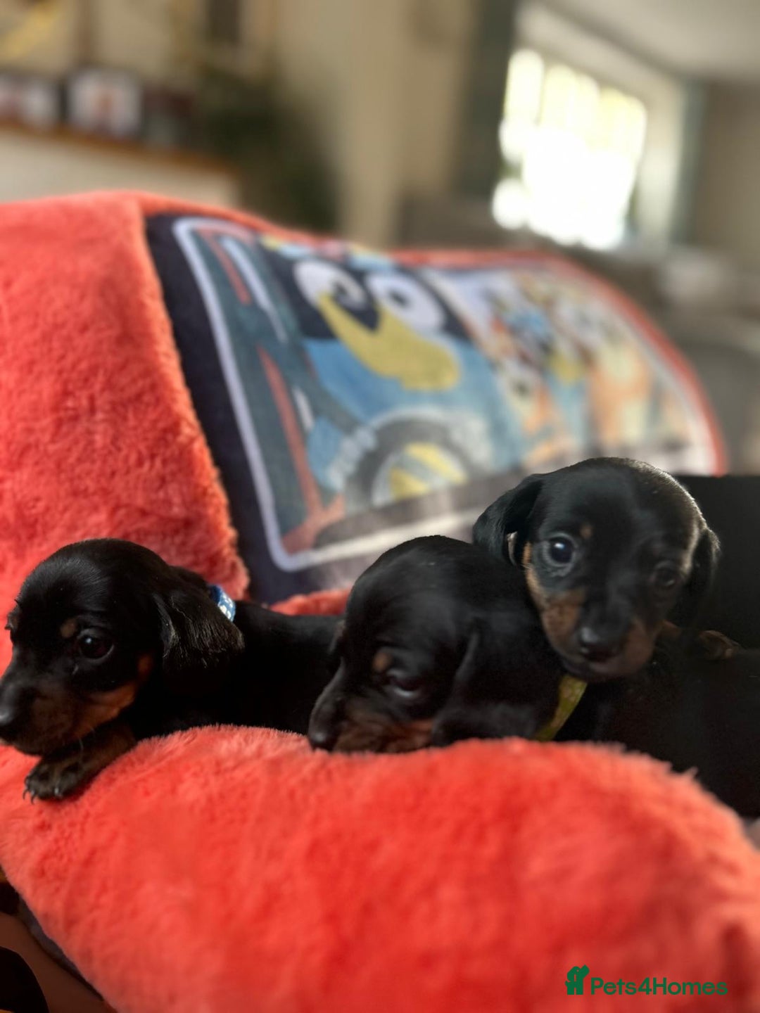 Miniature Dachshund dogs for sale: Beautiful Very Miniature Dachshunds - Advert 14