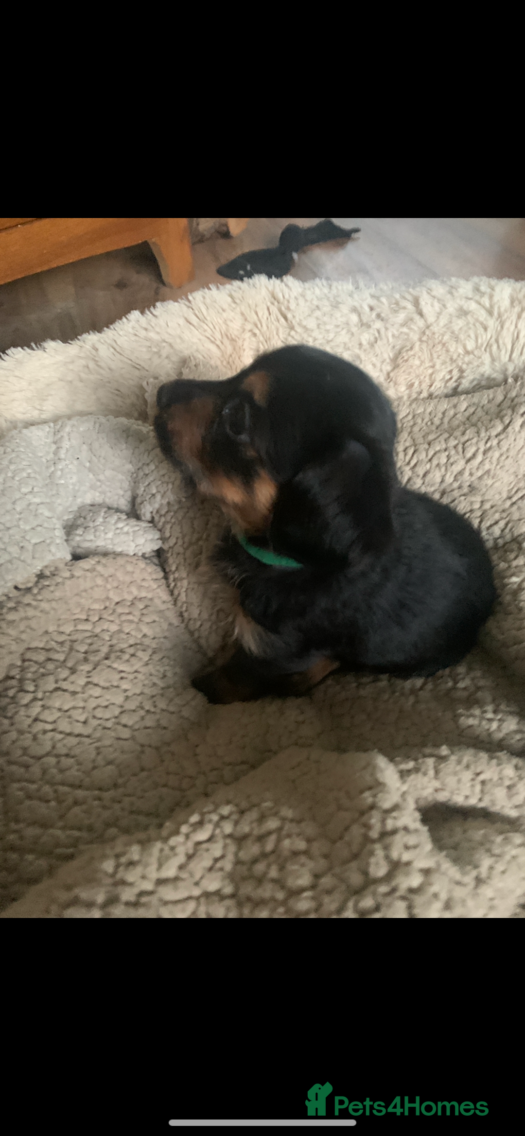 Mixed Breed dogs for sale: Yorkshire terrier x dachund x3 boys - Advert 8