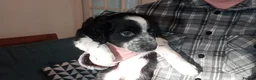 Mixed Breed dogs for sale: Dollie x Long Haired Border Collie Puppies  in Campbeltown - Advert 35