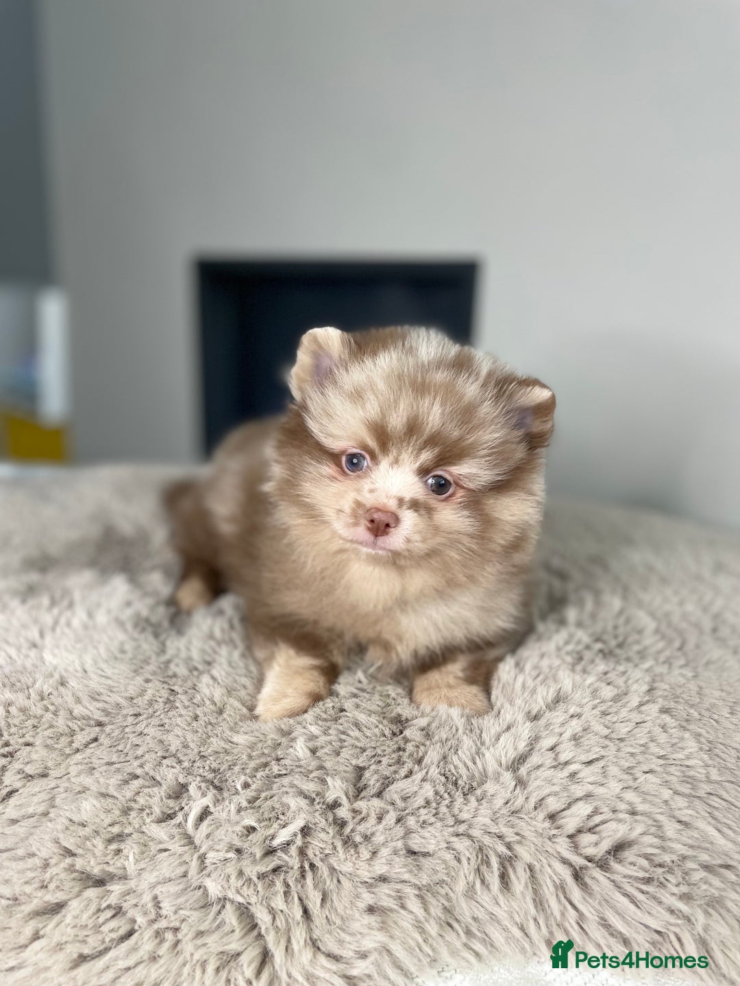 Pomeranian dogs for stud: 💜🧡Lilac & tan KC stud Benji champions in line  in Guildford - Image 36