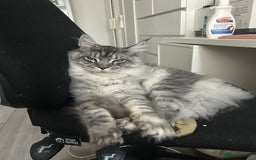 Maine Coon cats for sale: Maine Coon Male For Sale - TITAN - Advert 2