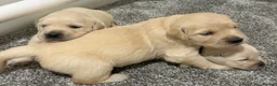 Golden Retriever dogs for sale: Beautiful healthy puppies - Advert 22