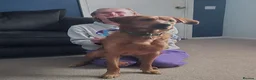Mixed Breed dogs for sale: Bear  - Advert 2
