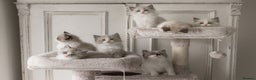Ragdoll cats for sale: Bicolour and Lynx Ragdoll kittens - Advert 9