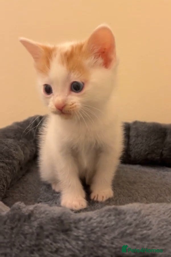 Mixed Breed cats 2 Beautiful kittens left !!! - Advert 6