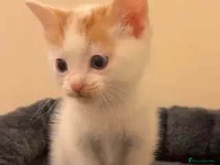 Mixed Breed cats 2 Beautiful kittens left !!! - Advert 6