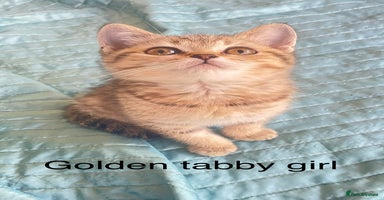 British Shorthair cats - Advert 14