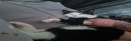 Mixed Breed cats for sale: 2 cats  - Advert 3