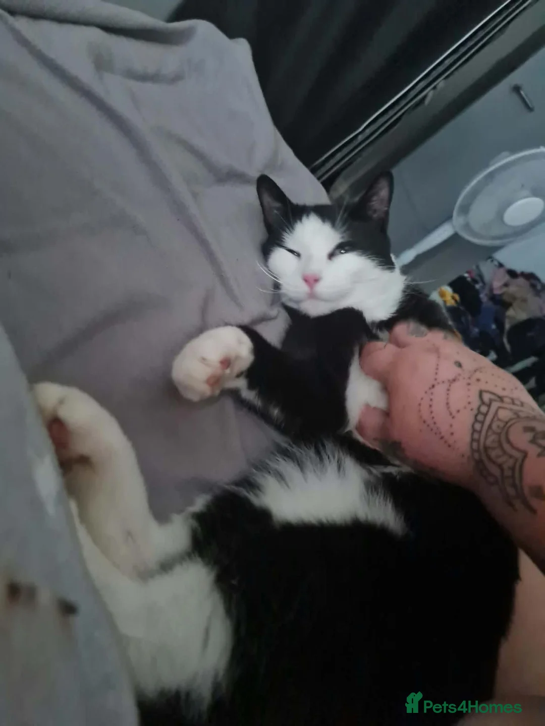 Mixed Breed cats for sale: 2 cats  - Advert 3